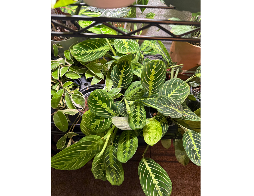4" Maranta Lemon Lime