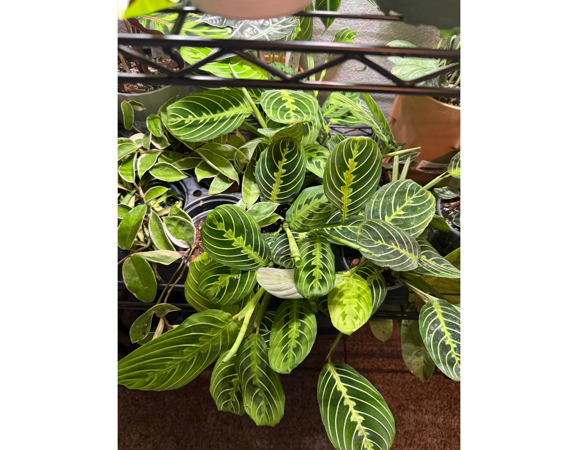 4" Maranta Lemon Lime