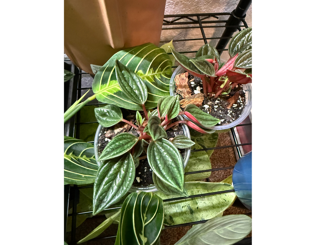 4" Peperomia Rosso