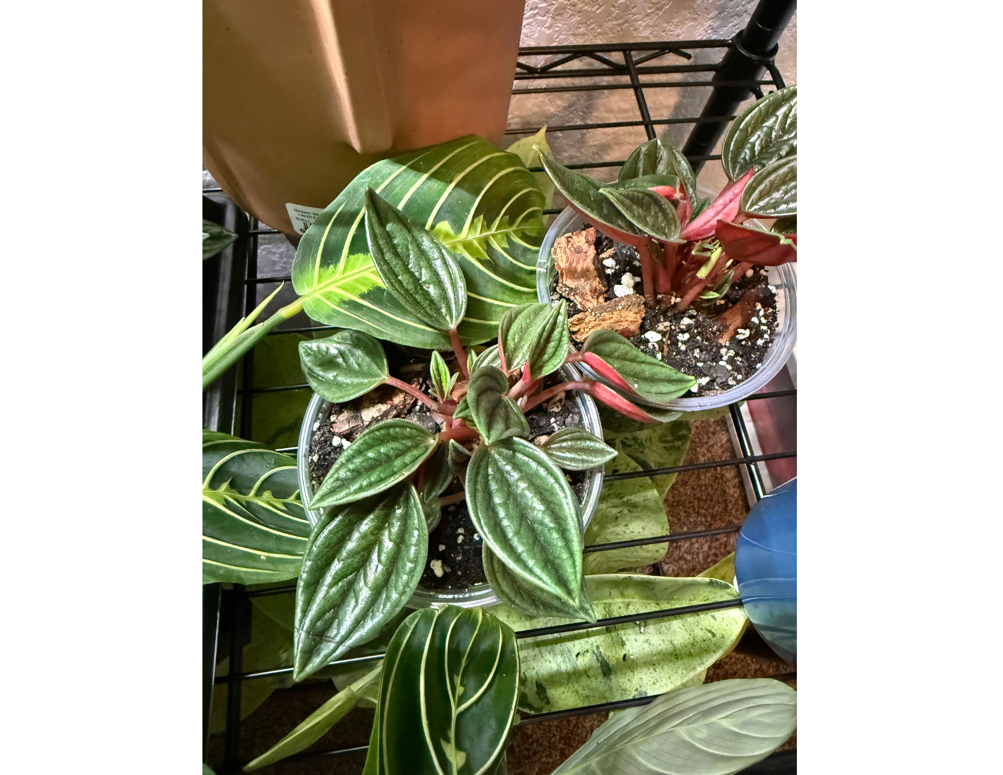 4" Peperomia Rosso