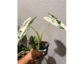 4" Variegated Alocasia 'Frydek'