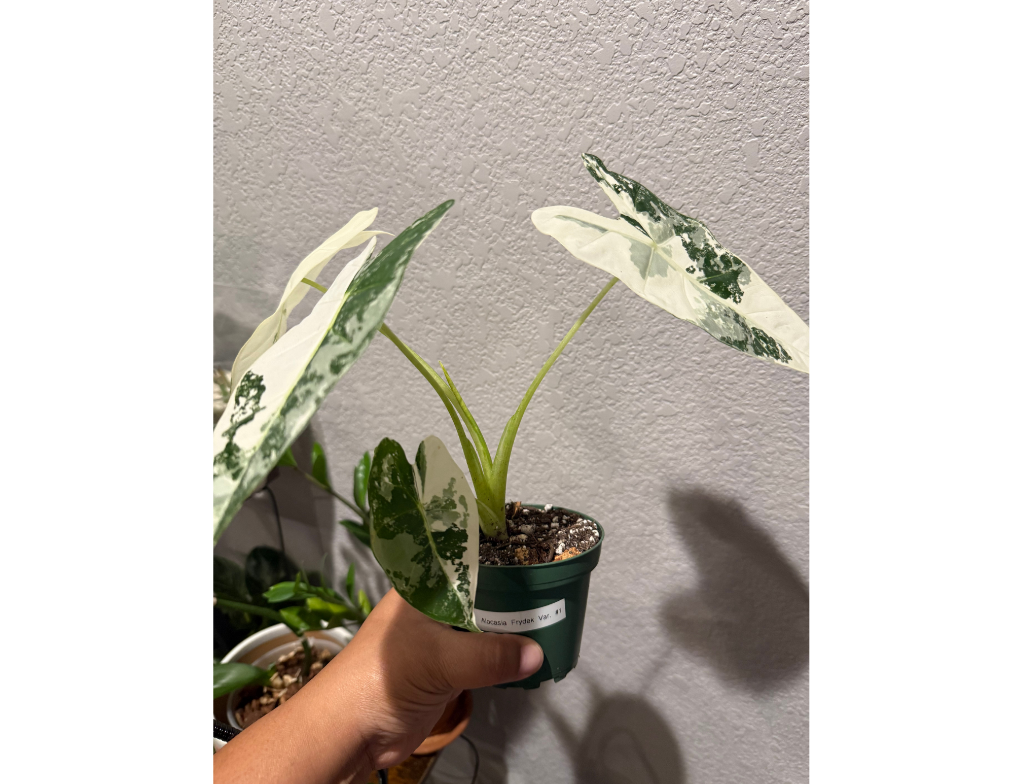 4" Variegated Alocasia 'Frydek'