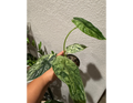 4" Variegated Alocasia 'Green Dragon Scale Mint'