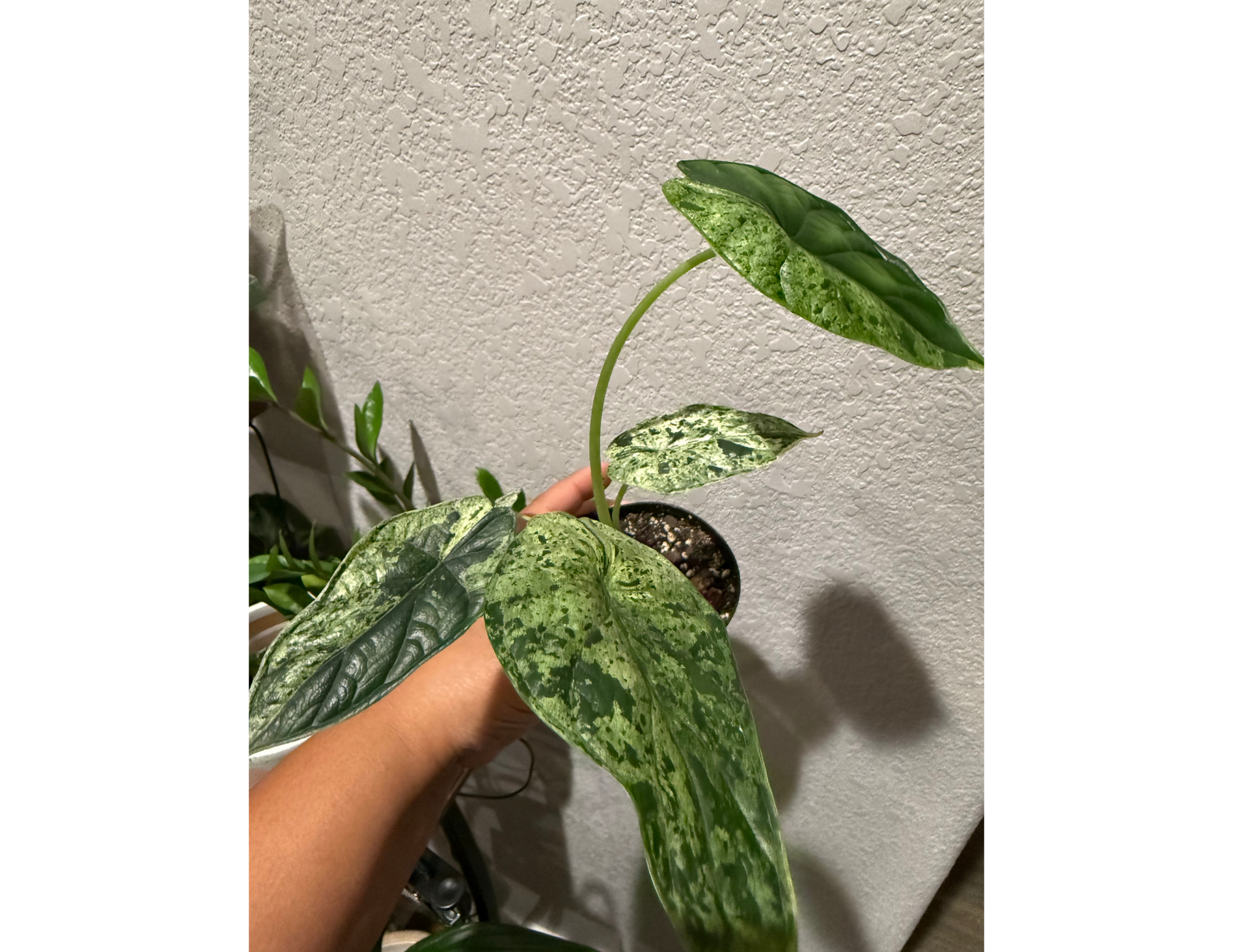 4" Variegated Alocasia 'Green Dragon Scale Mint'