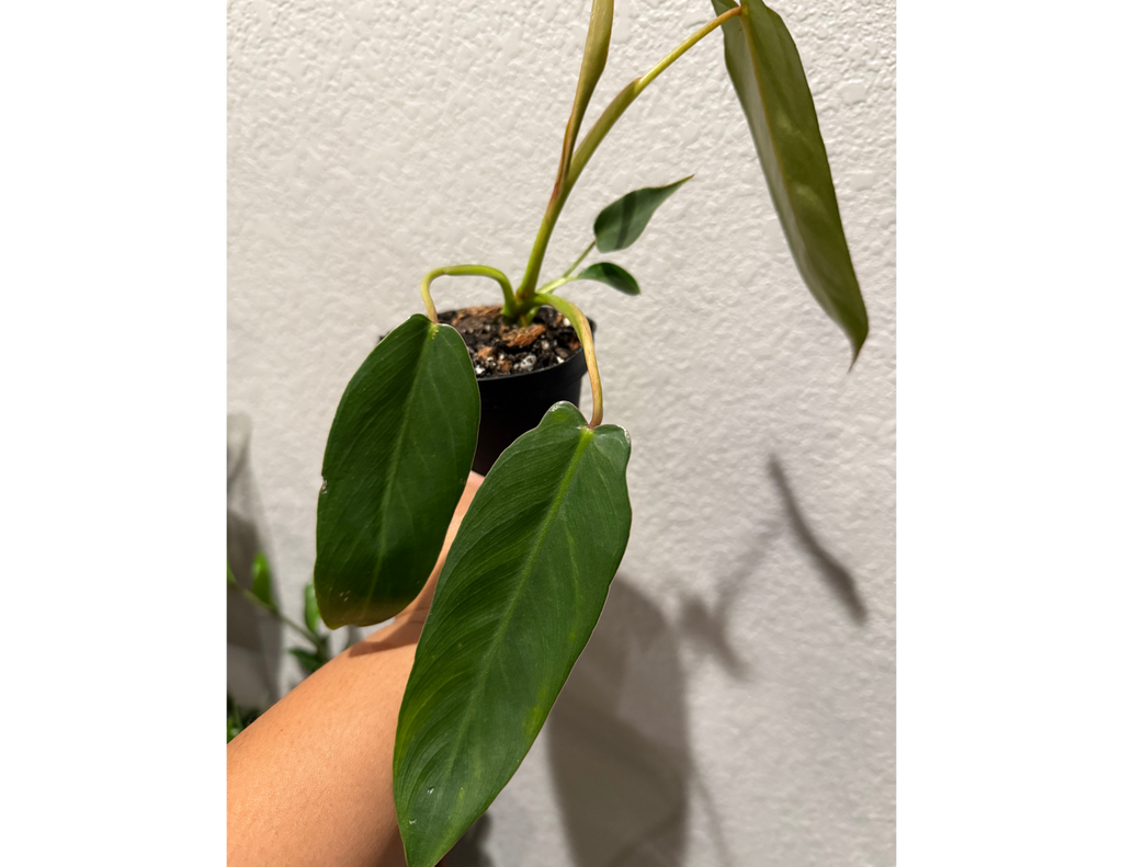 4" Philodendron 'Spiritus Sancti'
