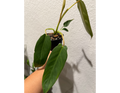 4" Philodendron 'Spiritus Sancti'