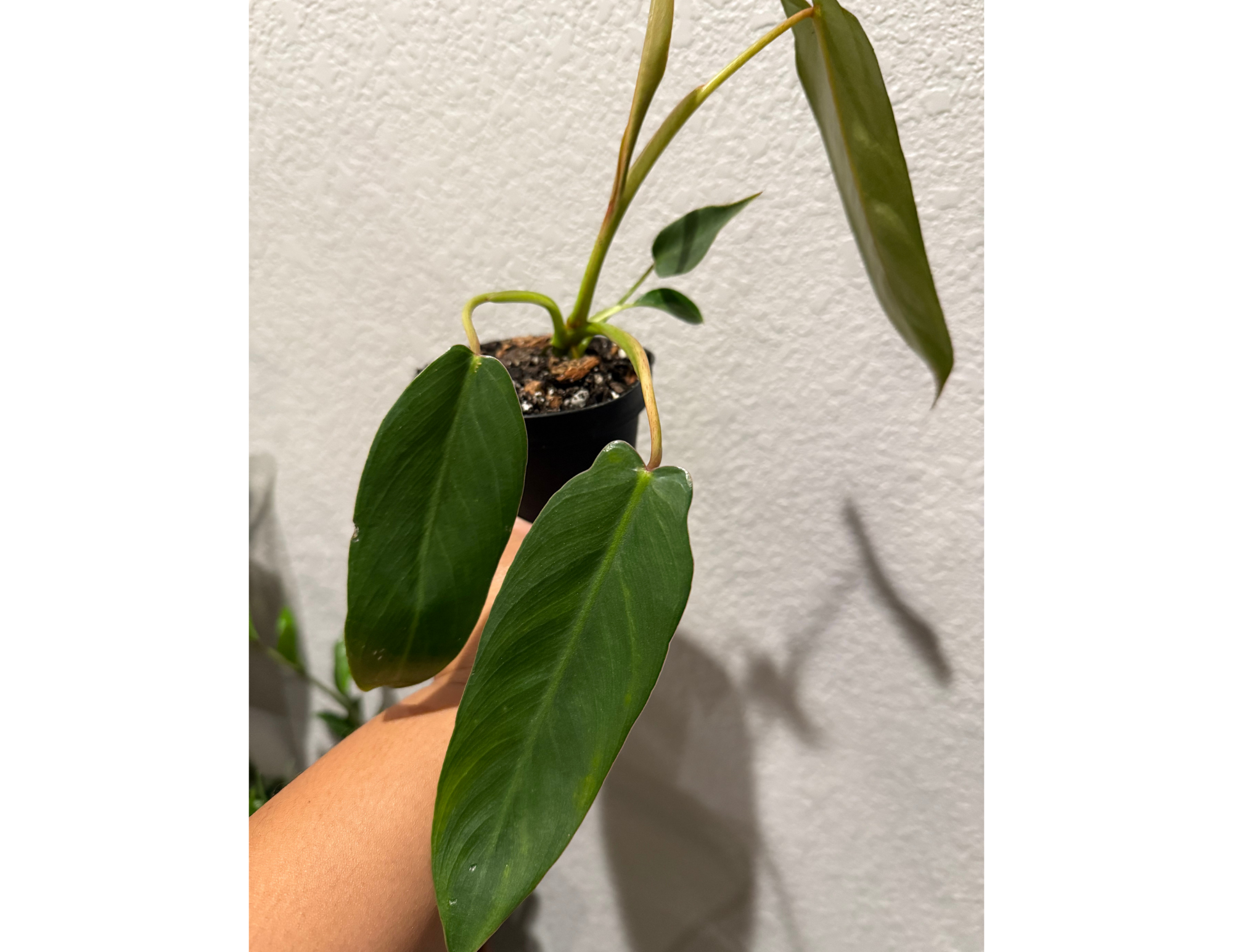 4" Philodendron 'Spiritus Sancti'