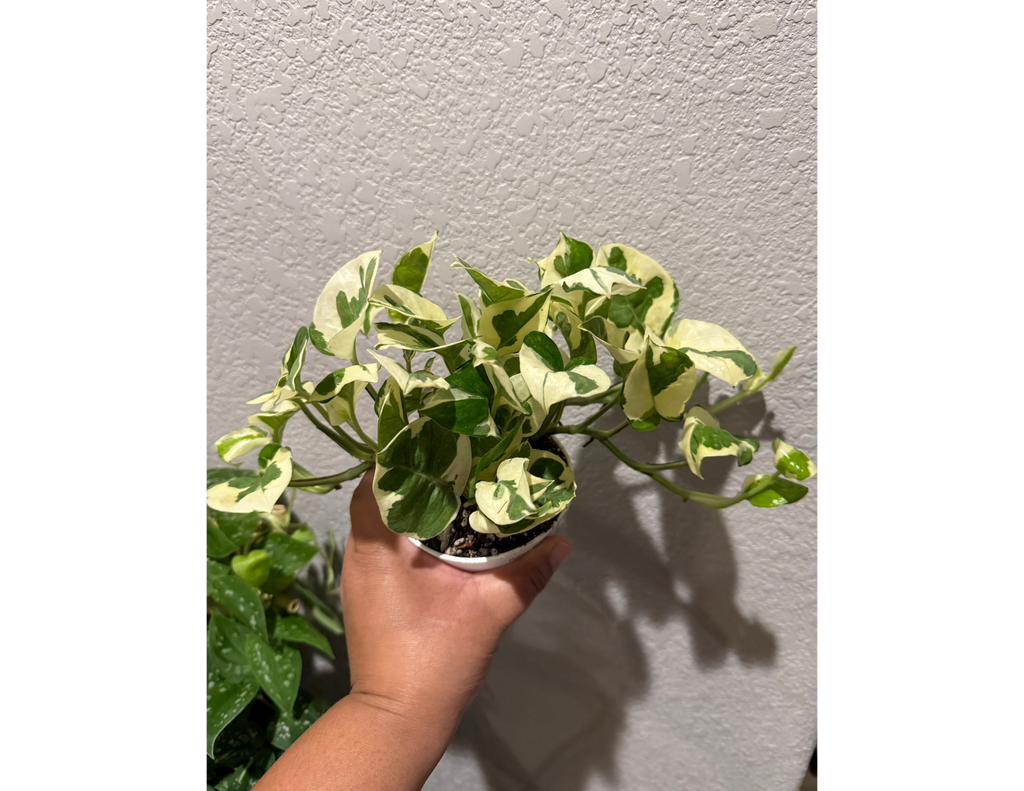 4" Pothos N'Joy