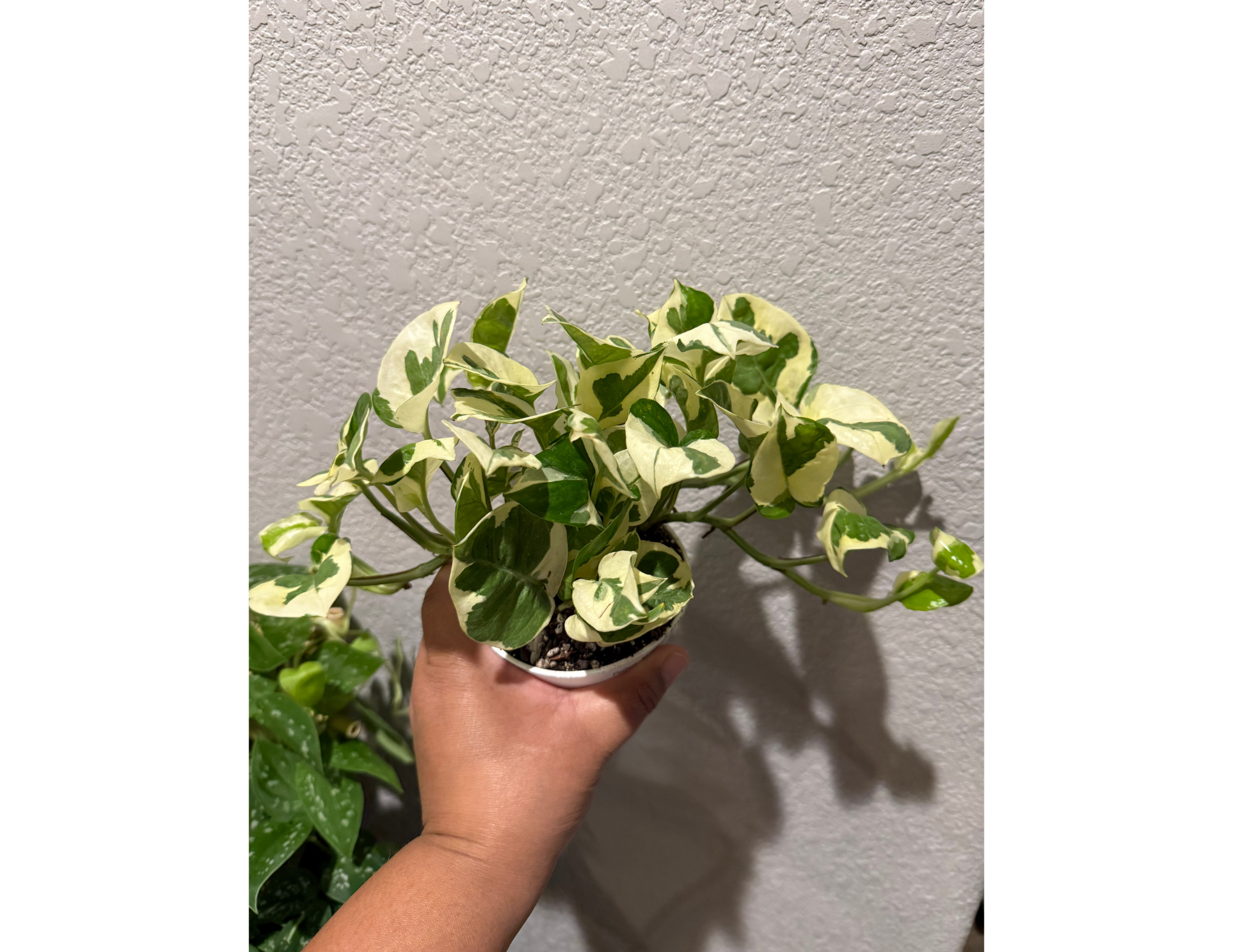 4" Pothos N'Joy