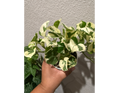 4" Pothos N'Joy