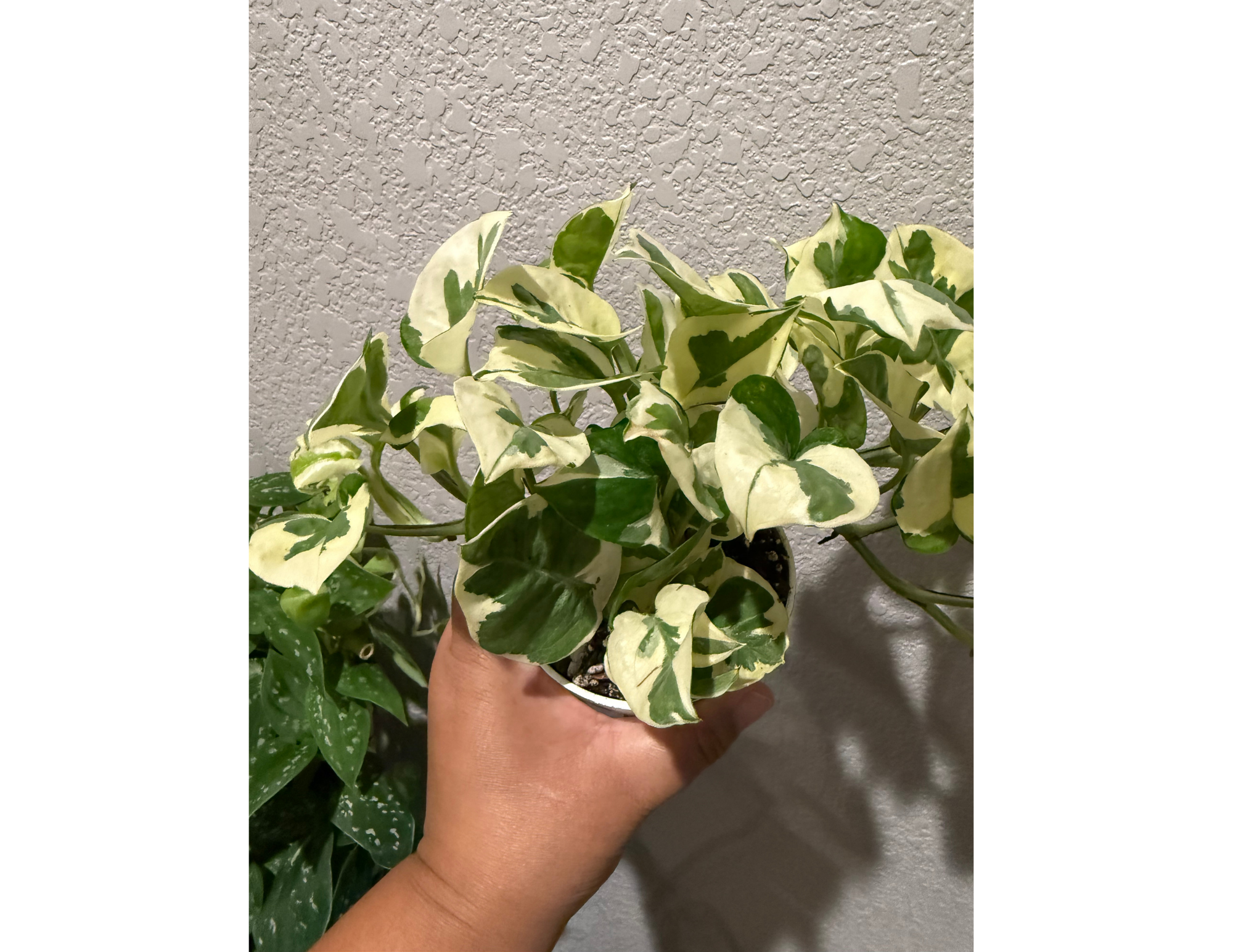 4" Pothos N'Joy