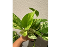 4" Marble Queen Pothos