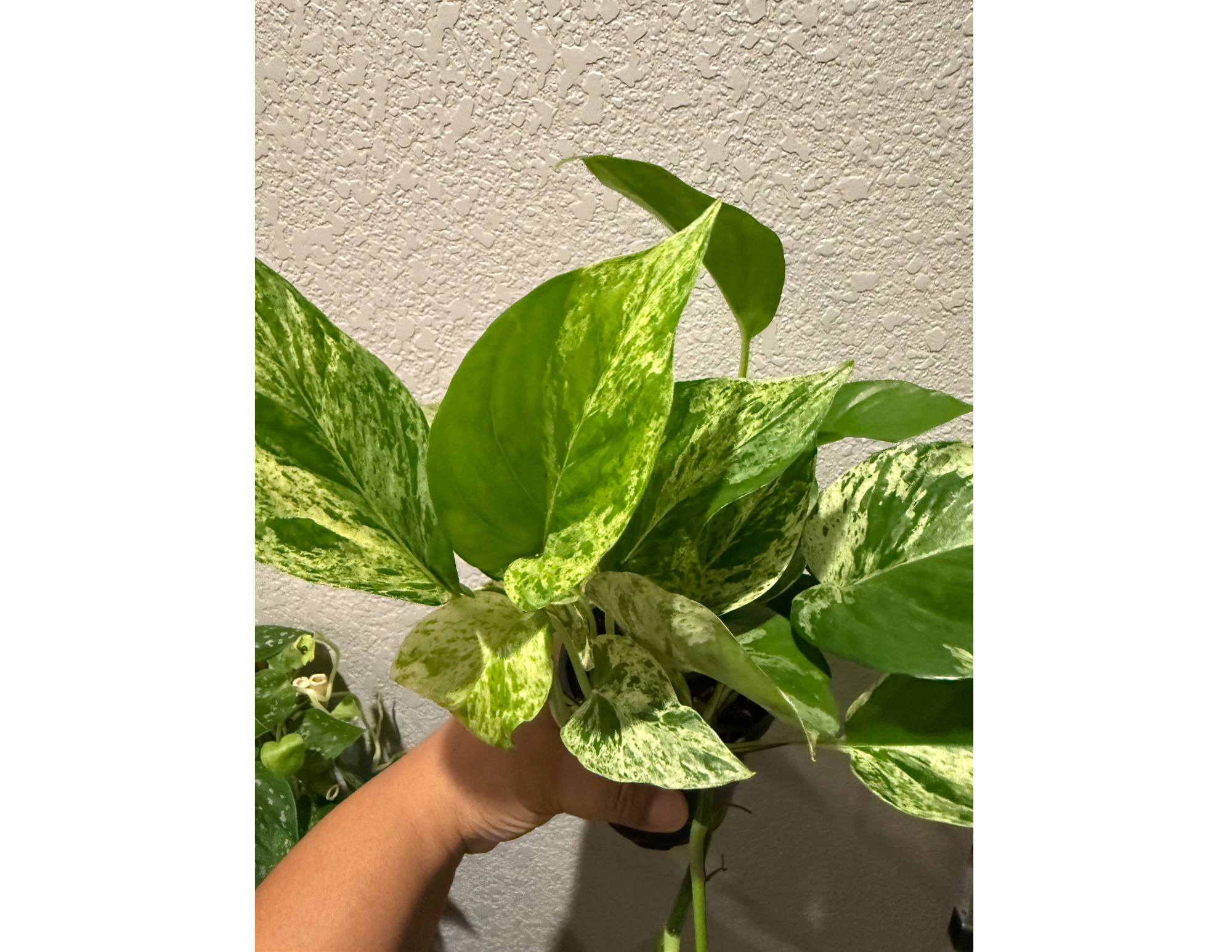 4" Marble Queen Pothos