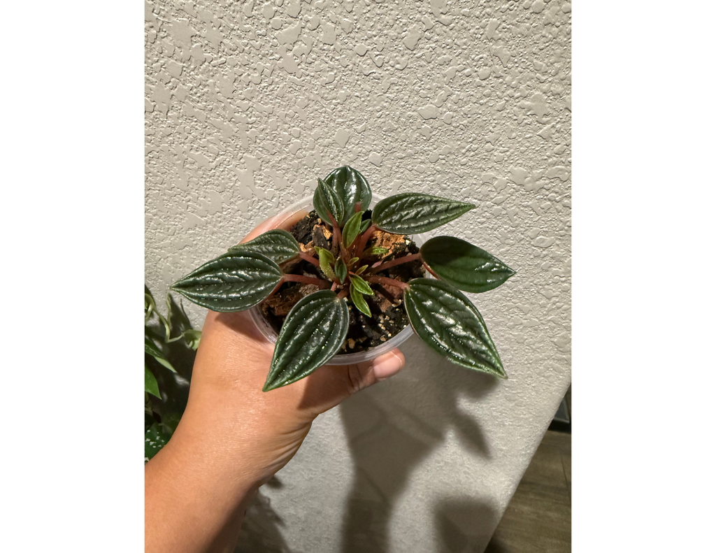 4" Peperomia Rosso