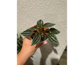 4" Peperomia Rosso