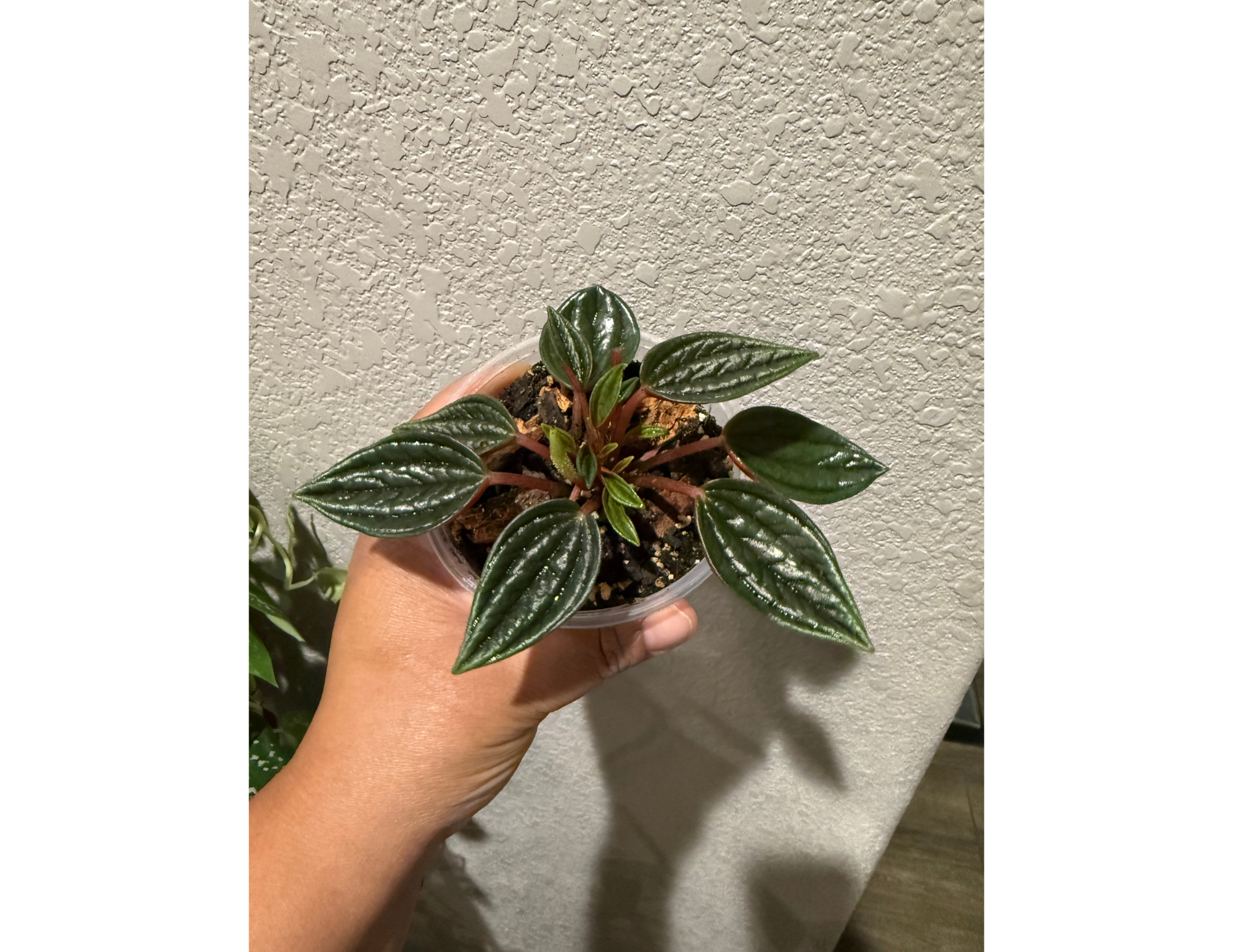4" Peperomia Rosso