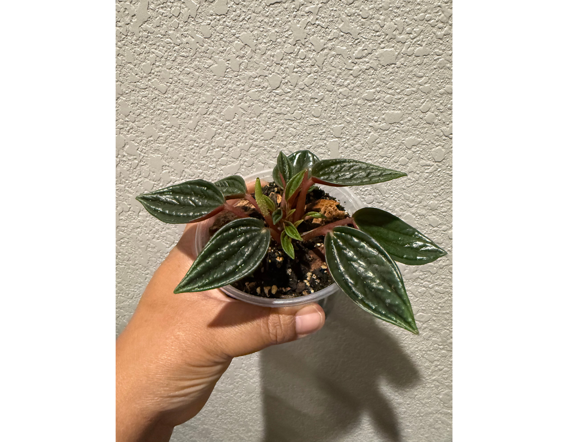 4" Peperomia Rosso