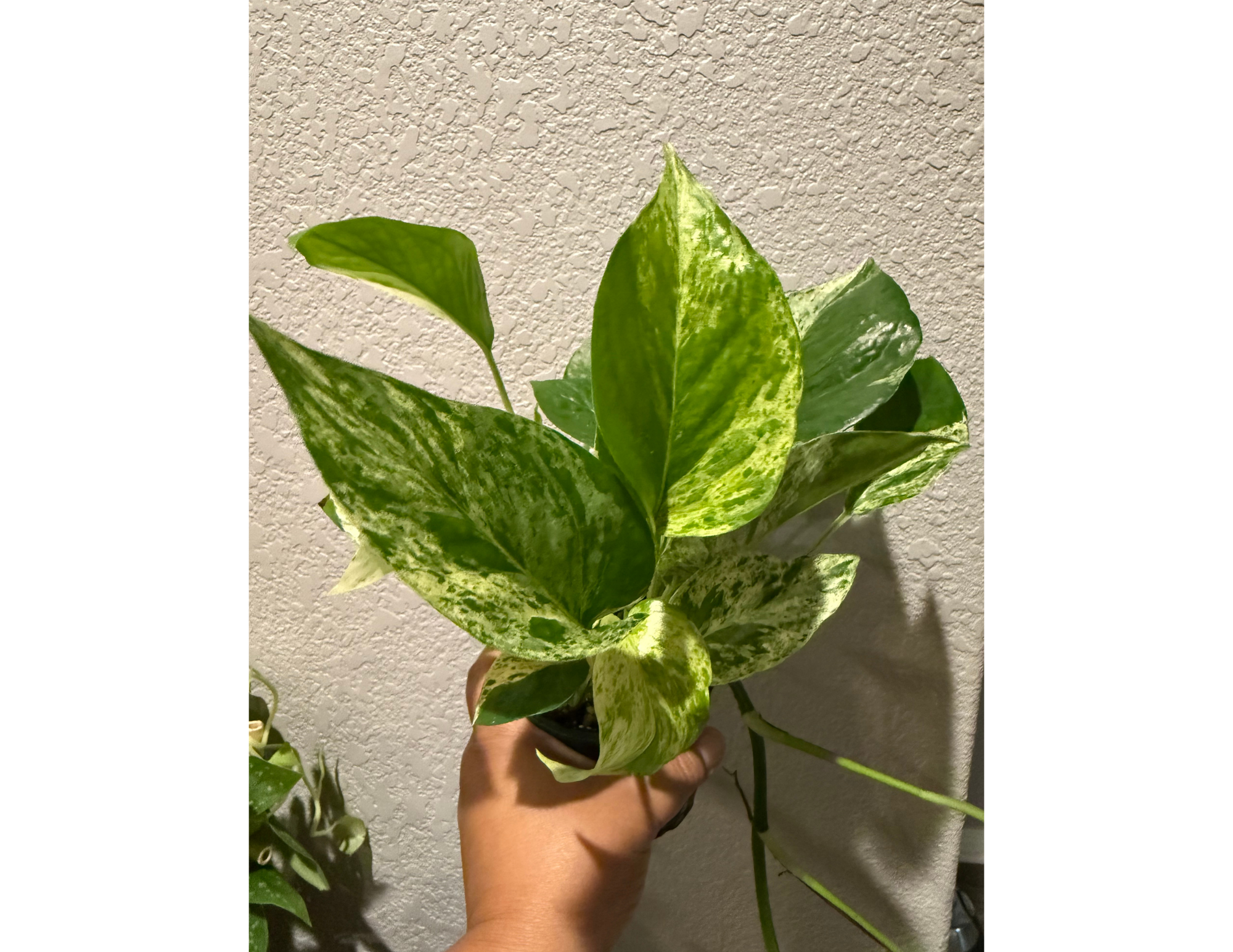 4" Marble Queen Pothos