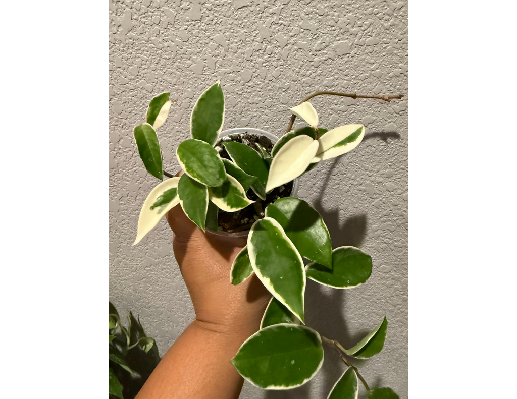 4" Hoya Krimson Queen