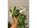 4" Hoya Krimson Queen