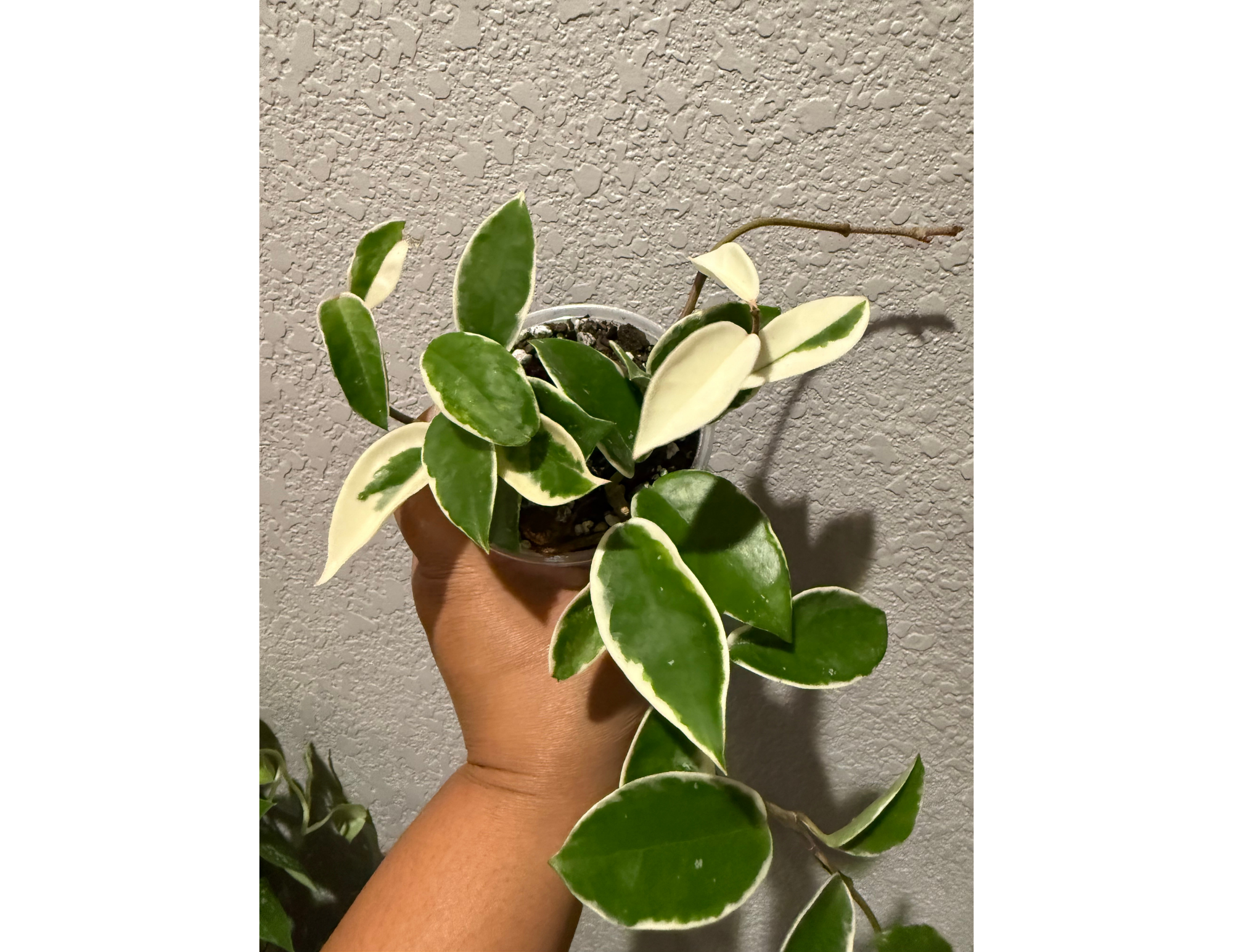 4" Hoya Krimson Queen