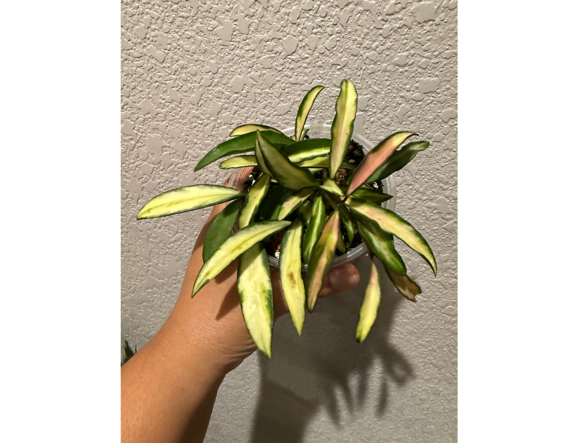 4" Hoya Wayetii Tricolor