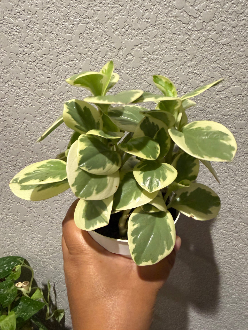 4" Peperomia Bicolor