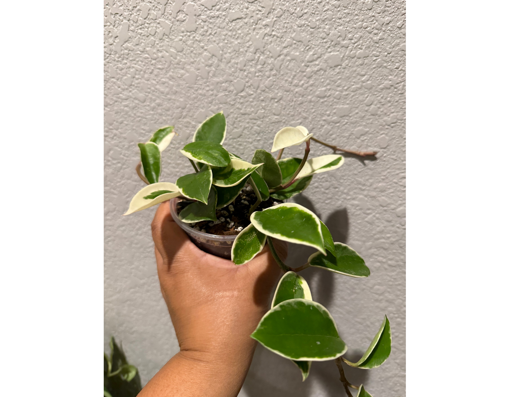 4" Hoya Krimson Queen