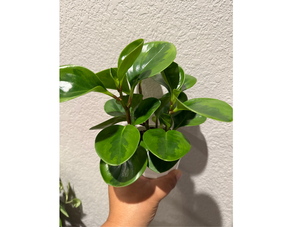 4" Peperomia Lemon Lime
