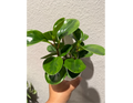 4" Peperomia Lemon Lime