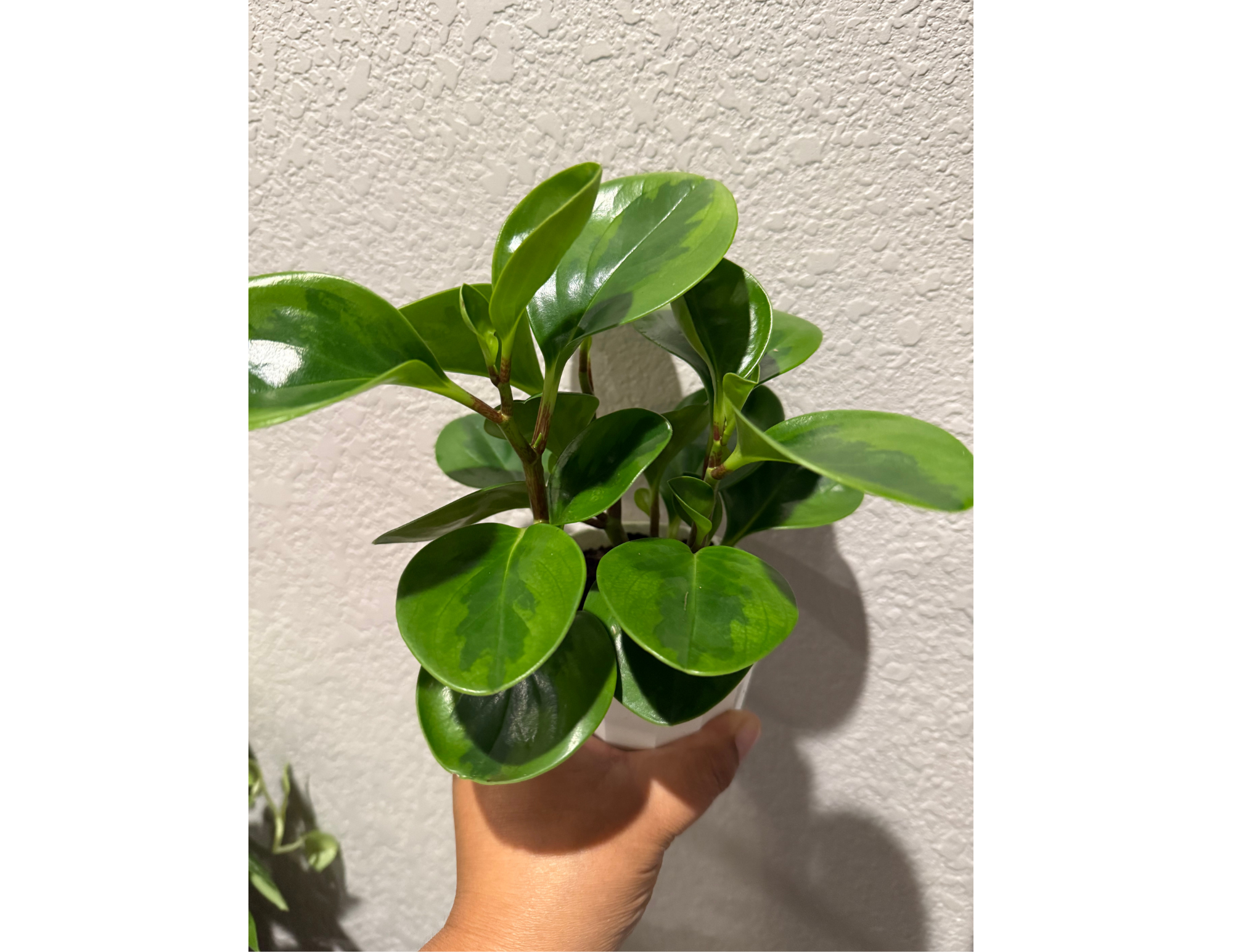 4" Peperomia Lemon Lime