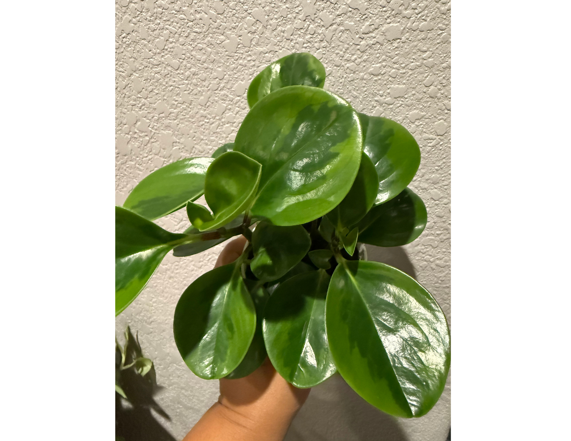 4" Peperomia Lemon Lime
