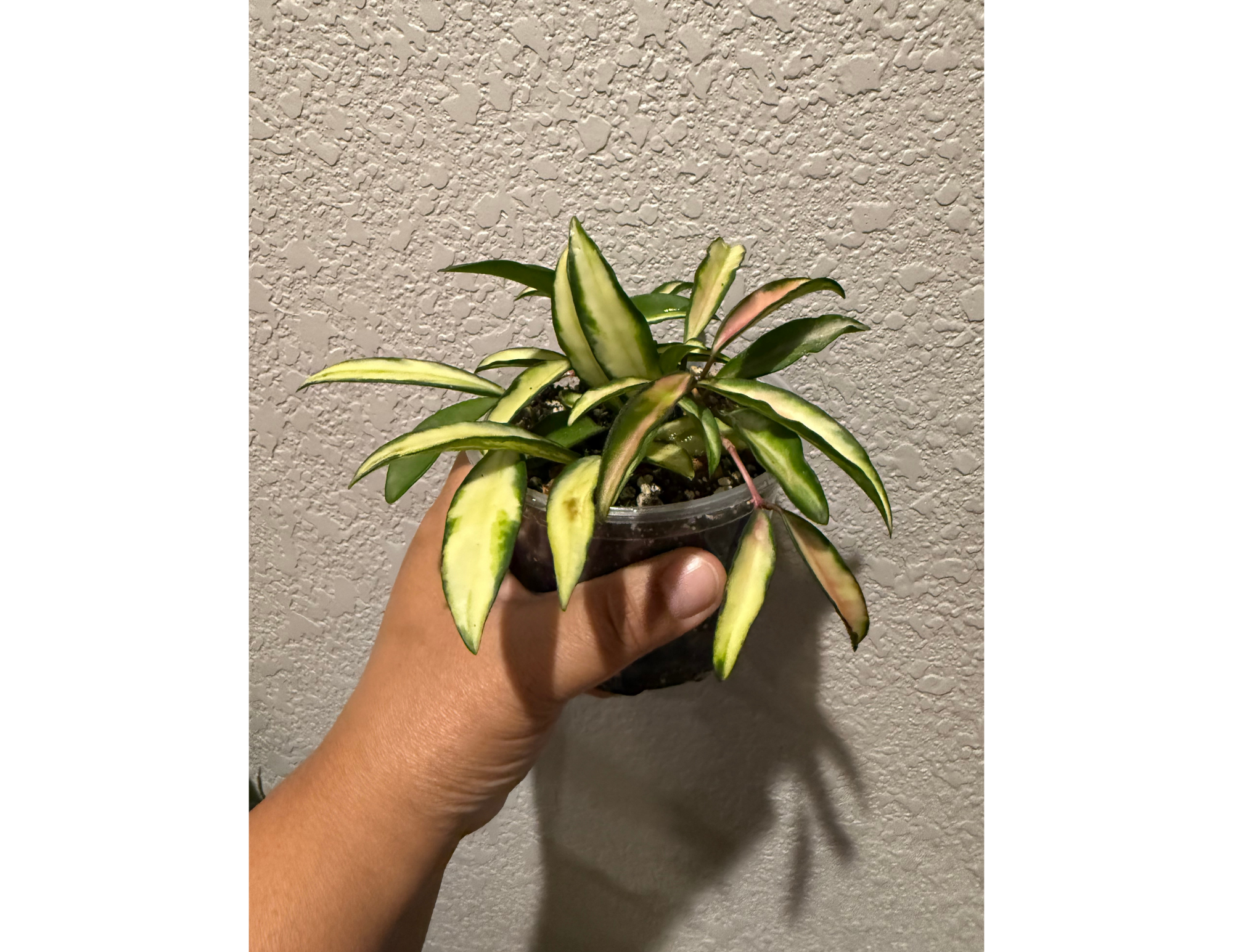 4" Hoya Wayetii Tricolor