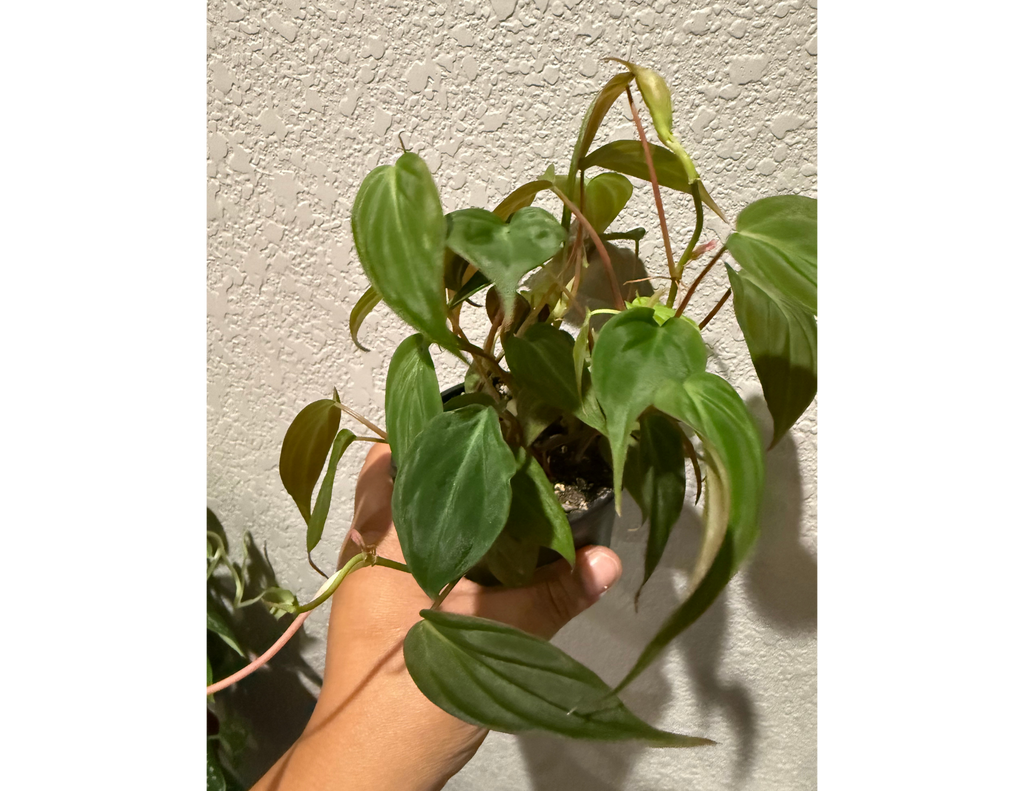 4" Philodendron Micans