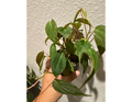 4" Philodendron Micans