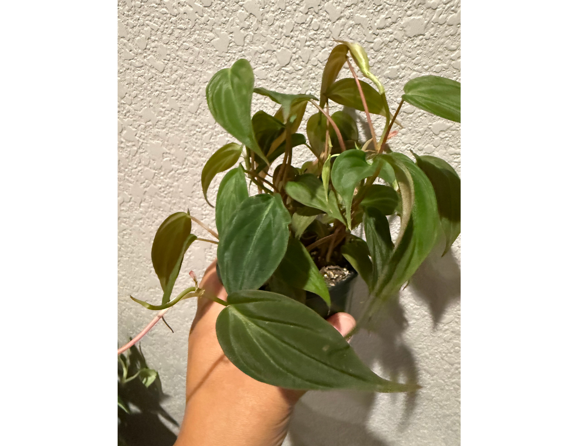 4" Philodendron Micans