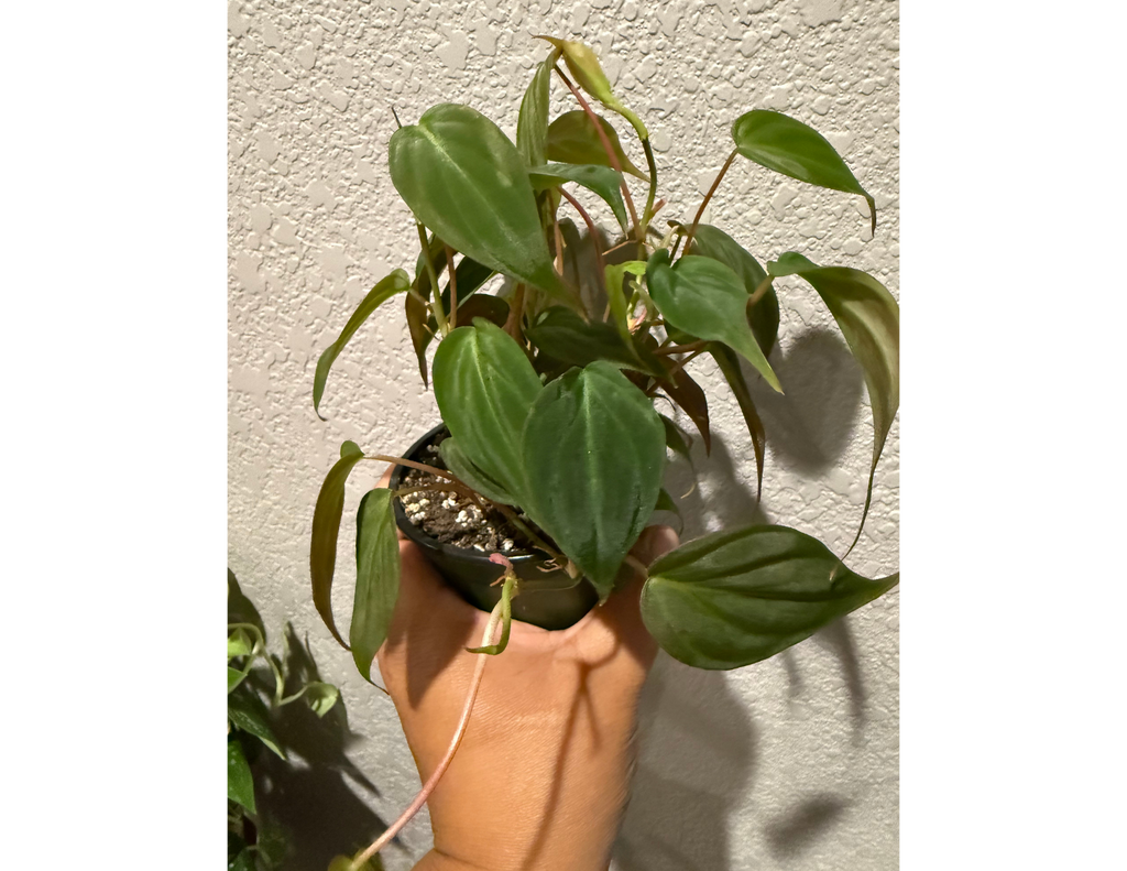 4" Philodendron Micans