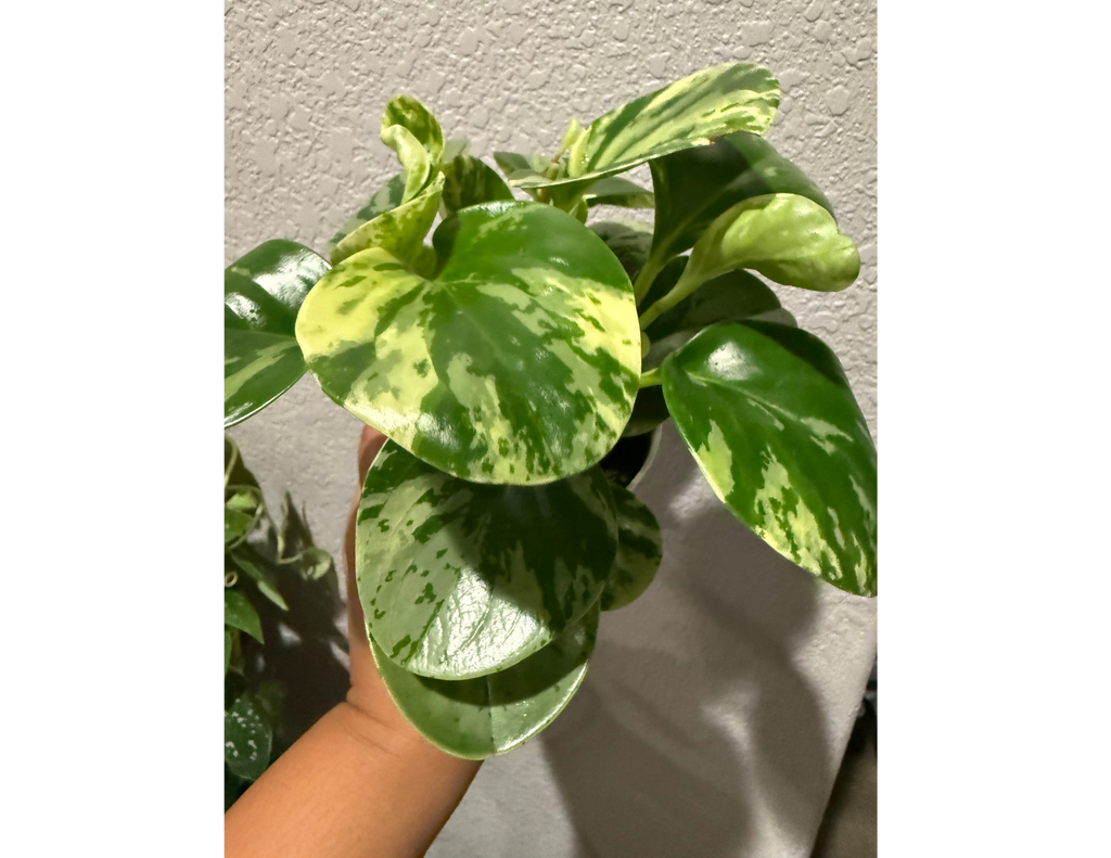 4" Peperomia Marble