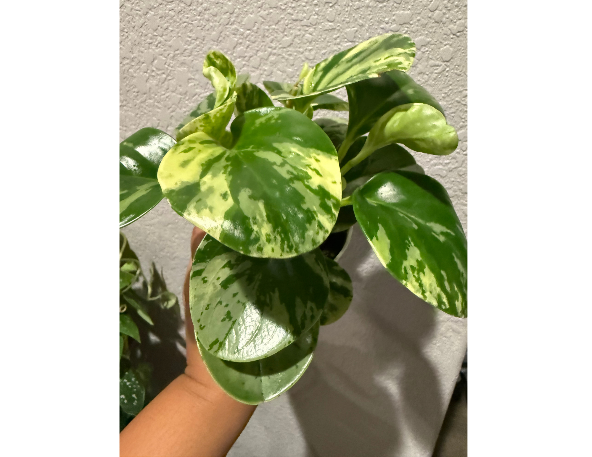 4" Peperomia Marble