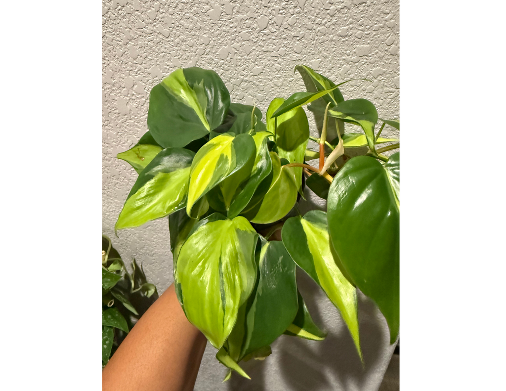 4" Philodendron Brasil