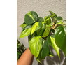 4" Philodendron Brasil