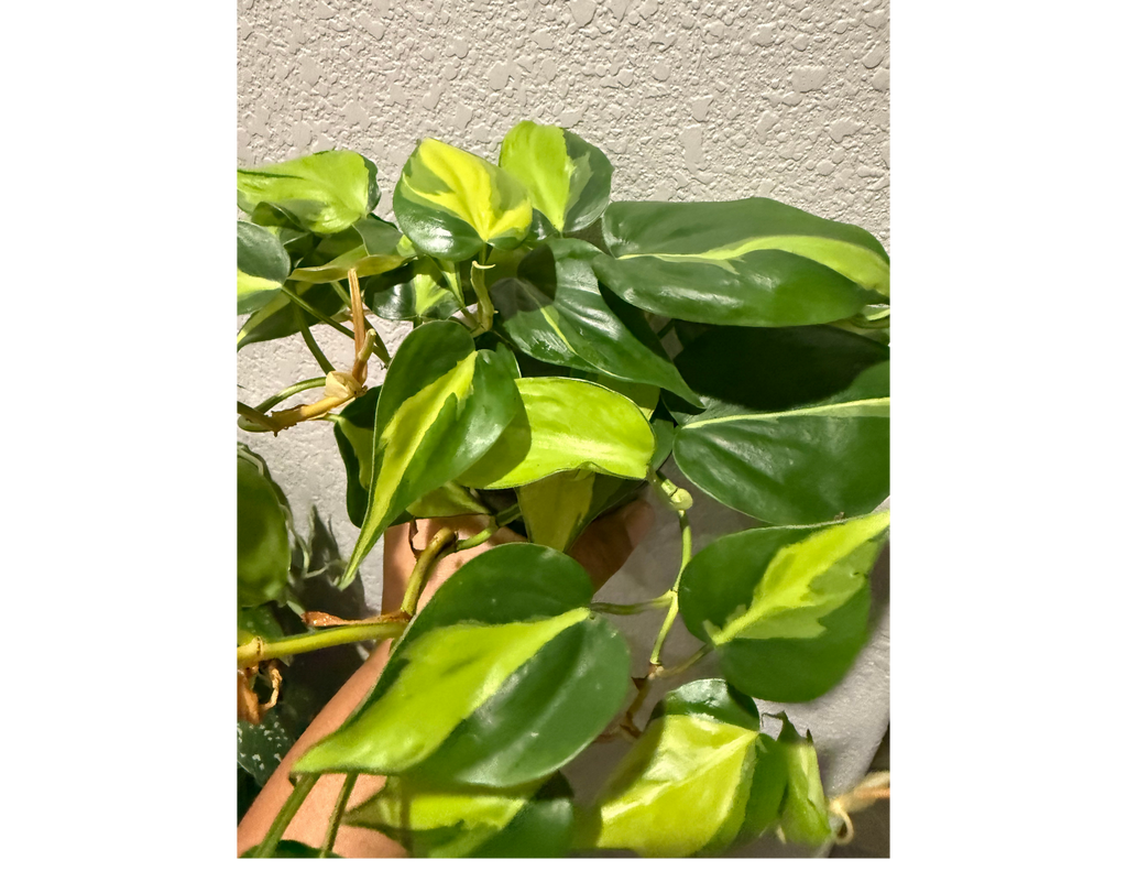 4" Philodendron Brasil
