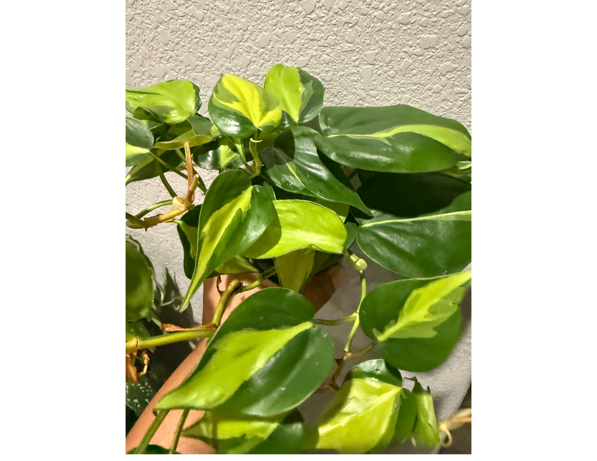 4" Philodendron Brasil