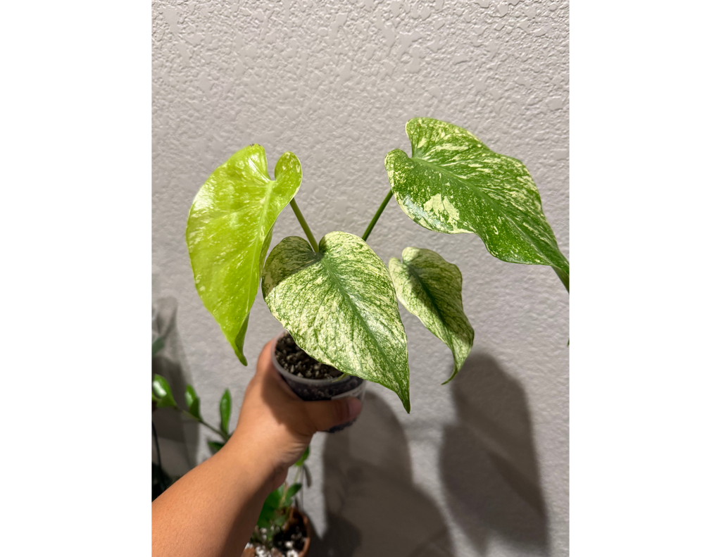 4" Monstera Mint