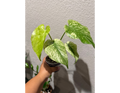 4" Monstera Mint