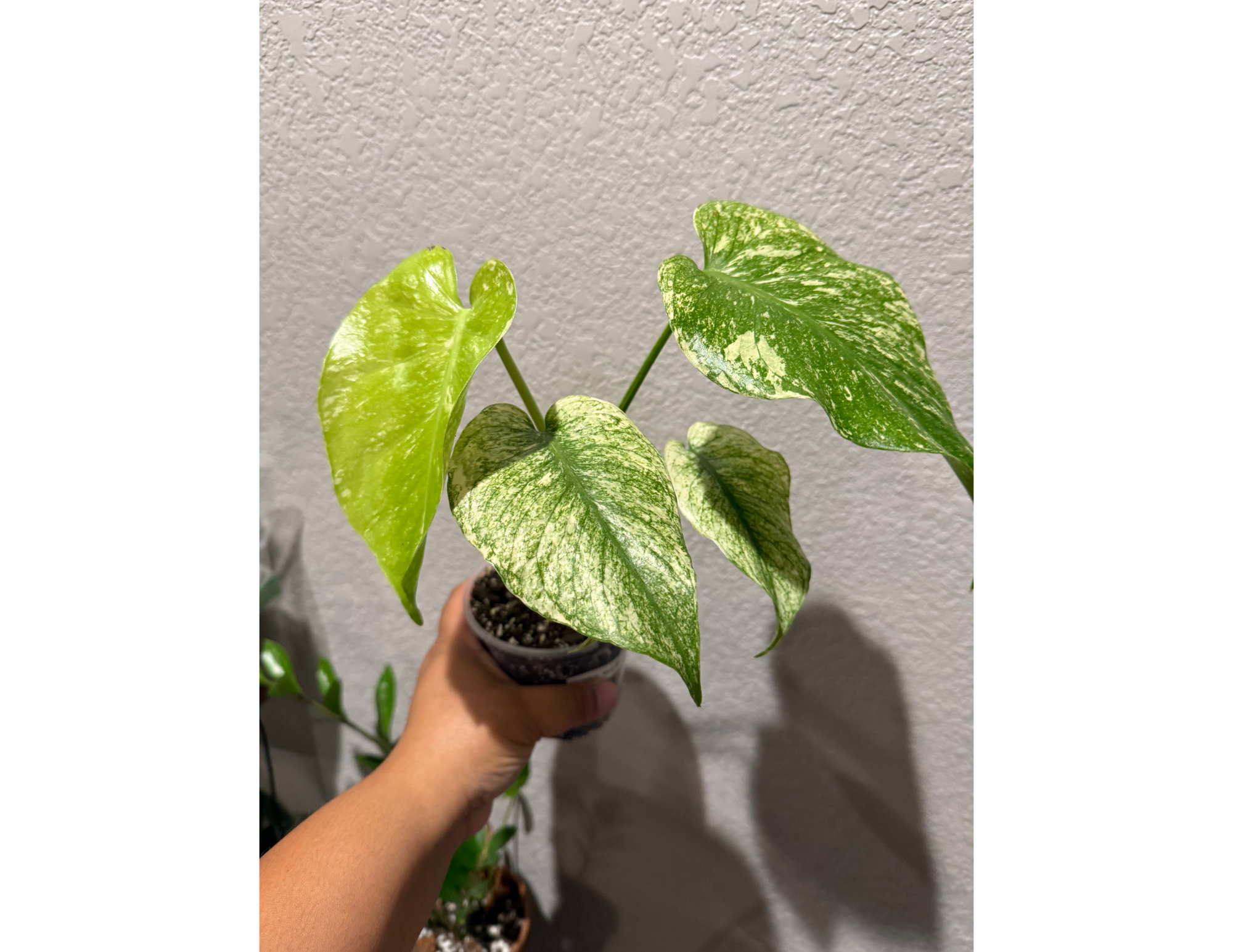 4" Monstera Mint