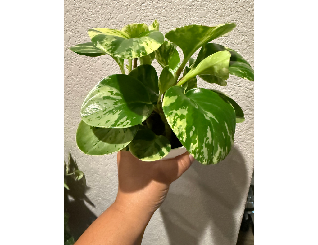 4" Peperomia Marble