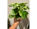 4" Peperomia Marble