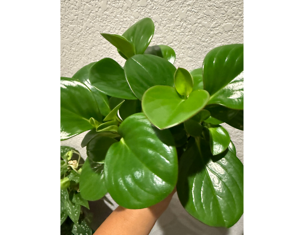 4" Peperomia Green
