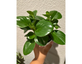 4" Peperomia Green